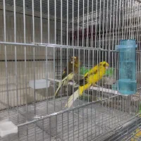 فروش یدونه نر بلند سایز دم 12پارسال جوجه داده