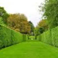 ترون نایلکسی|خدمات باغبانی و درختکاری|ملکآباد, |دیوار