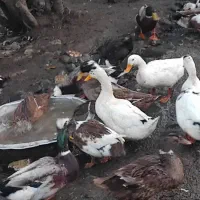 اردک نر فروشی