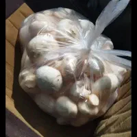 قارچ درجه یک کیلو۲۵۰اگه بیشتراز۵کیلوبخری کیلو۲۳۰