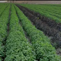 سبزی خورشتی ،وخوردنی