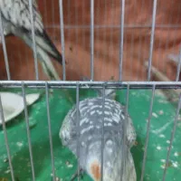 جوجه عروس هلندی|پرنده|محمدشهر, شهرک پیام (مهرالبرز)|دیوار