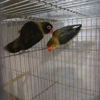 جفت کوتوله‌ مولد یووینگ و یقه زرد ماسکت با جوجه|پرنده|قم, مهر آباد|دیوار