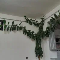 گل گوش فیل زیبا