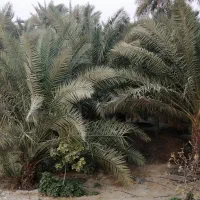 فروش باغ نخیلات و مرکبات در شهر جم|فروش زمین و ملک کلنگی|ریز, |دیوار