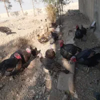 5عدد بوقلمون نر فروشی یا با مرغ هم عوض میکنم|حیوانات مزرعه|پاکدشت, پاکدشت (مامازند)|دیوار