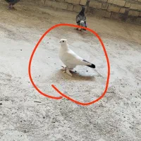 کبوتر دمبی گمشده|پرنده|دهدشت, |دیوار