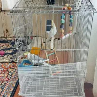 عروس هلندی|پرنده|اسدآباد, |دیوار