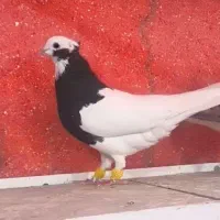 کفتر دسته رنگی هوایی|پرنده|شیراز, هفت تنان|دیوار