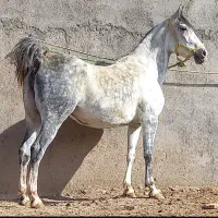 کره مادیون نیله ترکی|اسب و تجهیزات اسبسواری|ساوه, |دیوار