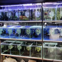 انواع ماهی گیاه خوار|ماهی|شیراز, شهرک سراج‎|دیوار