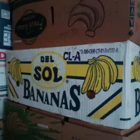 کارتن موزی - خارجی -