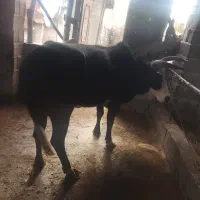 گاو چالوسی ورزا گاو لیشه|حیوانات مزرعه|کوچصفهان, |دیوار