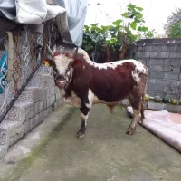 کل چالوسی ناف دار،سه ساله