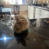 خرگوش مینیاتوری بامزه