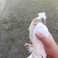 کبوتر طوقی پاپر