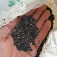 بذر پیاز قرمز سیاه دانه پیاز قرمز