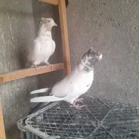 نرو ماده های ضمانتی فقط۱بار خرید کن|پرنده|کاشان, آیت الله سعیدی|دیوار