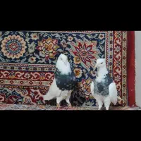 کفتر|پرنده|حبیب آباد, |دیوار