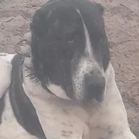 سگ گله ای|سگ|عطاملک, |دیوار