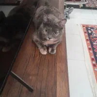 واگذاری گربه