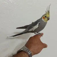 معاوضه عروس هلندی دستی با پاوربانک یاقناری