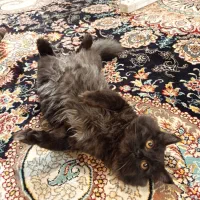 گربه پرشین|گربه|مشهد, مشکینی (شهرک غرب)|دیوار