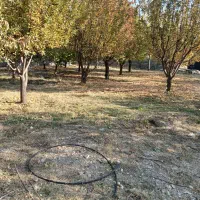 علف زنی ، سم پاشی ، برش درخت،پاکنی ،کود دهی|خدمات باغبانی و درختکاری|کازرون, |دیوار