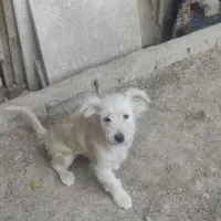 سگ پا کوتاه شپرز|سگ|گلبهار, شهر جدید گلبهار|دیوار