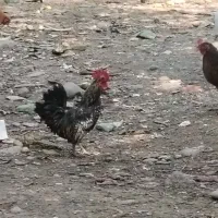 خروس محلی با اصالت و خروس چینی