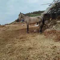 مادیون باکوره یک نریون