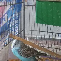 مرغ عشق سرحال|پرنده|ابهر, |دیوار