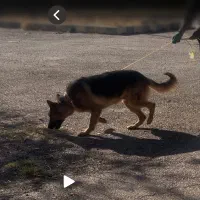 گمشده - سگ ژرمن نر|حیوانات|نهاوند, |دیوار