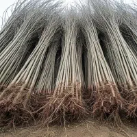 فروش نـهـال کـبـوده با کیفیت ممتاز|گل و گیاه طبیعی|تکاب, |دیوار