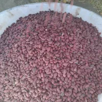 راهنمایی نخودولوبیا|فعالیت داوطلبانه|گل تپه, |دیوار