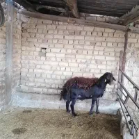 دوتا قوچ افشاری هترو ازمایش شده دارای ژن دوقلو زا|حیوانات مزرعه|مرودشت, نقش رستم|دیوار