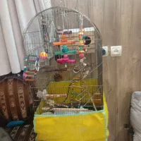 طوطی گیرینچیک|پرنده|تهران, فلاح|دیوار