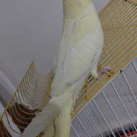 جوجه عروس هلندی بازیگوش|پرنده|دهلران, |دیوار