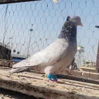 سرور الماسی کاکل|پرنده|شیراز, عادل آباد|دیوار