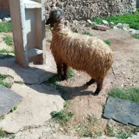 کوهه نر|حیوانات مزرعه|مسجد سلیمان, |دیوار