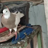 سی تا طوقی|پرنده|برازجان, |دیوار