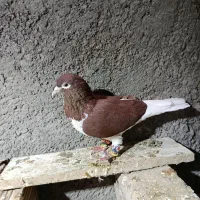 ساده سرخ ماده