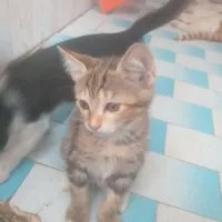 گربه