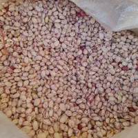 لوبیا چیتی|عمده‌فروشی|بروجرد, |دیوار