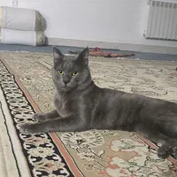 گربه اسکاتیش