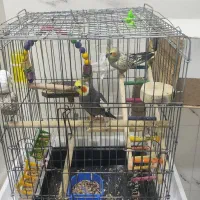 فروش عروس هلندی نر و ماده