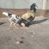 مرغ لاری|حیوانات مزرعه|مشهد, امیرآباد|دیوار