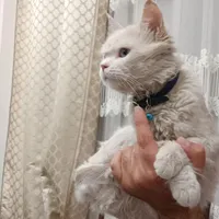 گربه نر چشم آبی پشمالو|گربه|یزد, |دیوار