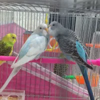 ۳ تا مرغ عشق