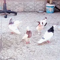 طوقی 7تا 4تومن|پرنده|سبزوار, شهرک ابوذر|دیوار